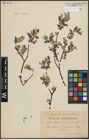 Foto von Salix lapponum L. x Salix repens L.